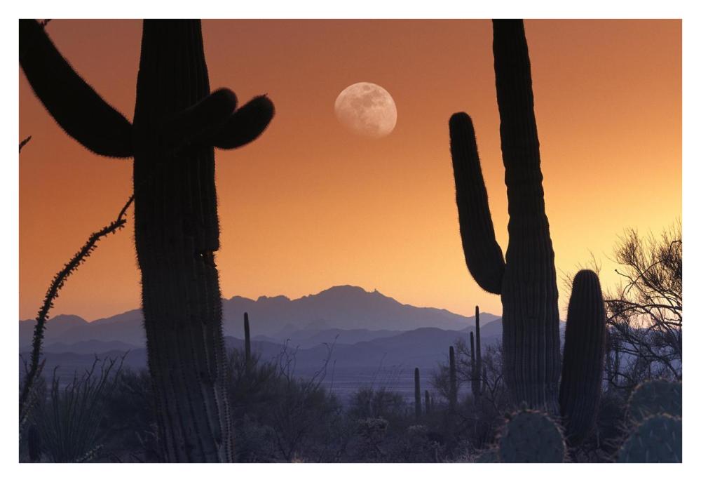 Kitt Peak under moon from Saguaro National Monument, Arizona-Paper Art-38"x26"