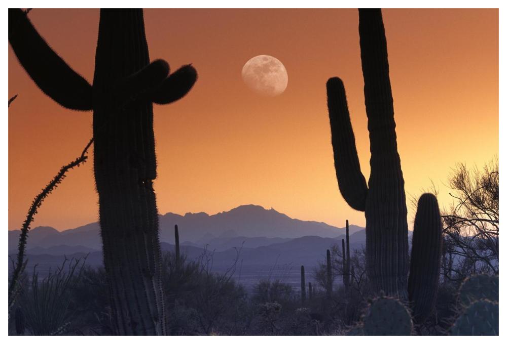 Kitt Peak under moon from Saguaro National Monument, Arizona-Paper Art-62"x42"