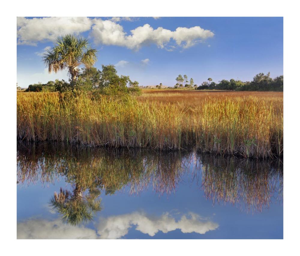 Cabbage Palm in wetland, Fakahatchee State Preserve, Florida-Paper Art-18"x15.28"