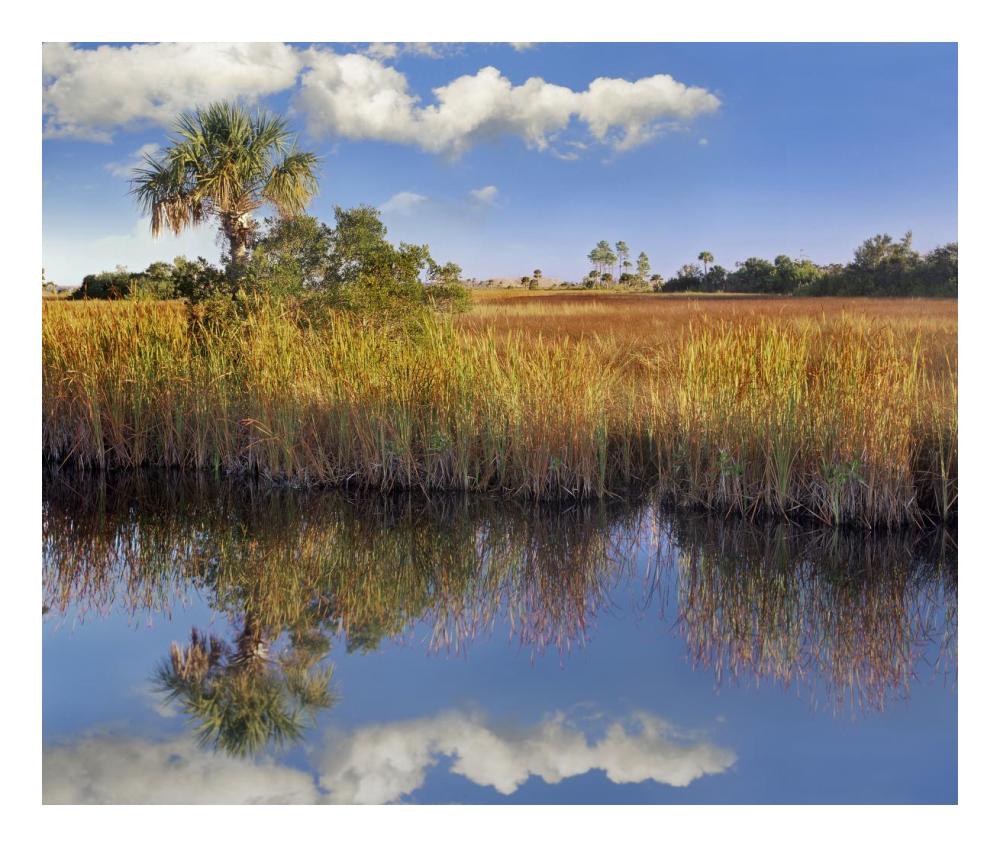 Cabbage Palm in wetland, Fakahatchee State Preserve, Florida-Paper Art-24"x20.26"
