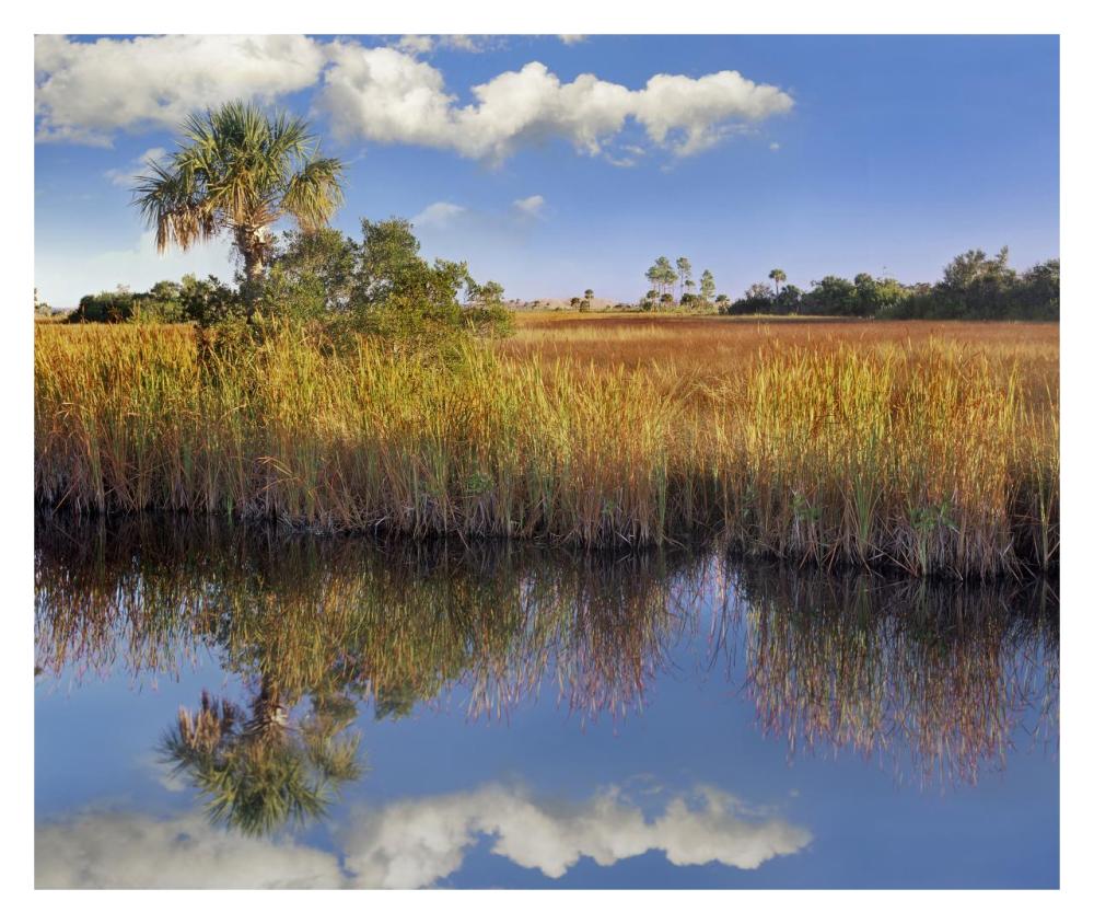 Cabbage Palm in wetland, Fakahatchee State Preserve, Florida-Paper Art-32"x26.9"