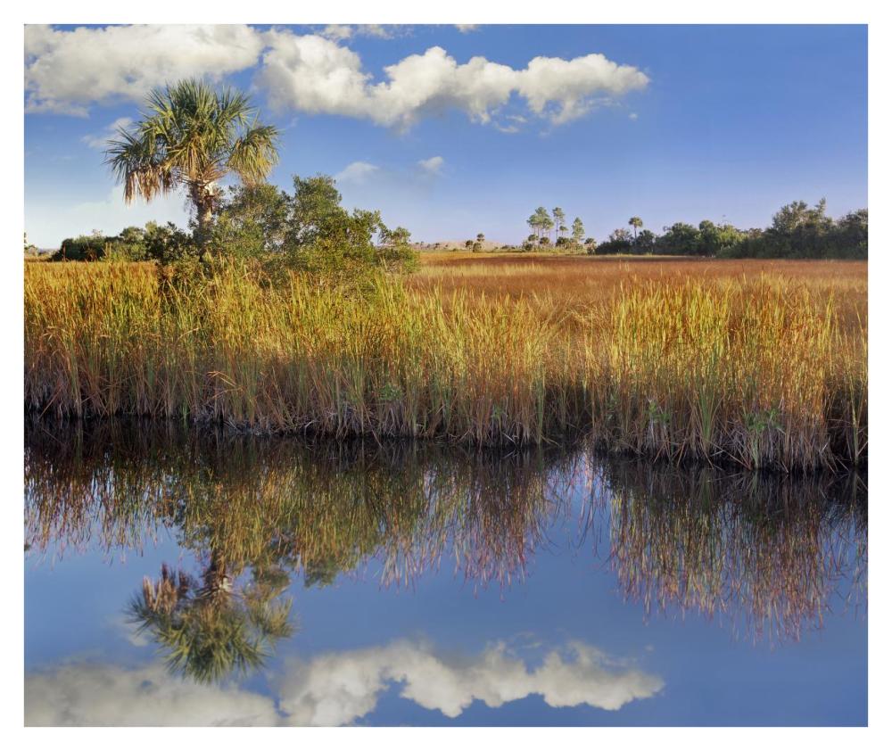 Cabbage Palm in wetland, Fakahatchee State Preserve, Florida-Paper Art-38"x31.88"