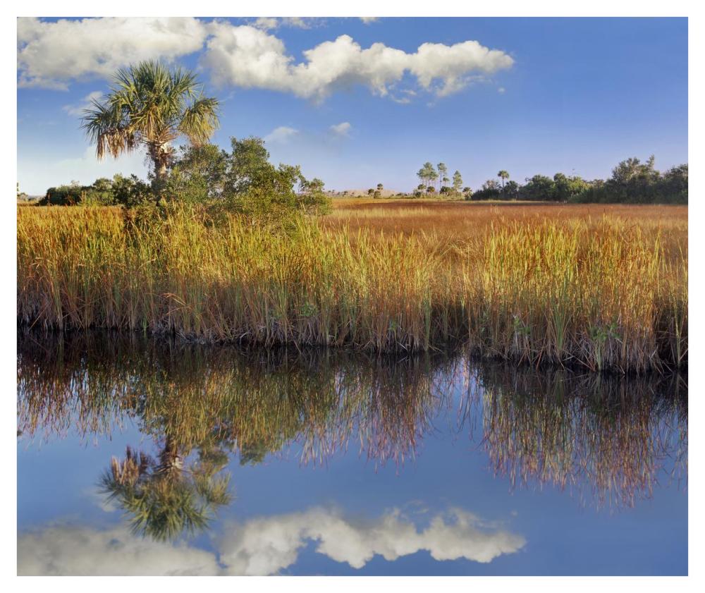 Cabbage Palm in wetland, Fakahatchee State Preserve, Florida-Paper Art-42"x35.2"