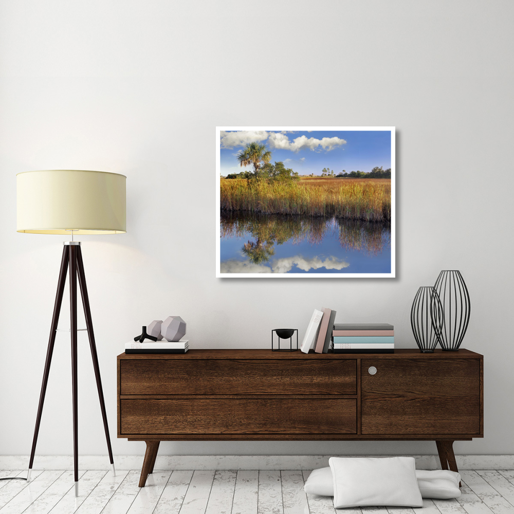 Cabbage Palm in wetland, Fakahatchee State Preserve, Florida-Paper Art-42&quotx35.2"