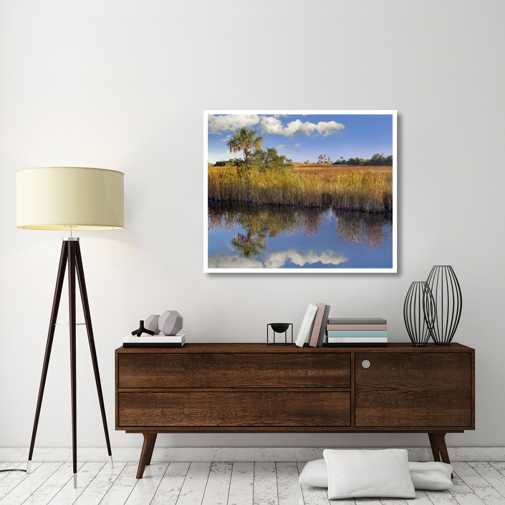 Cabbage Palm in wetland, Fakahatchee State Preserve, Florida-Paper Art-46&quotx38.52"