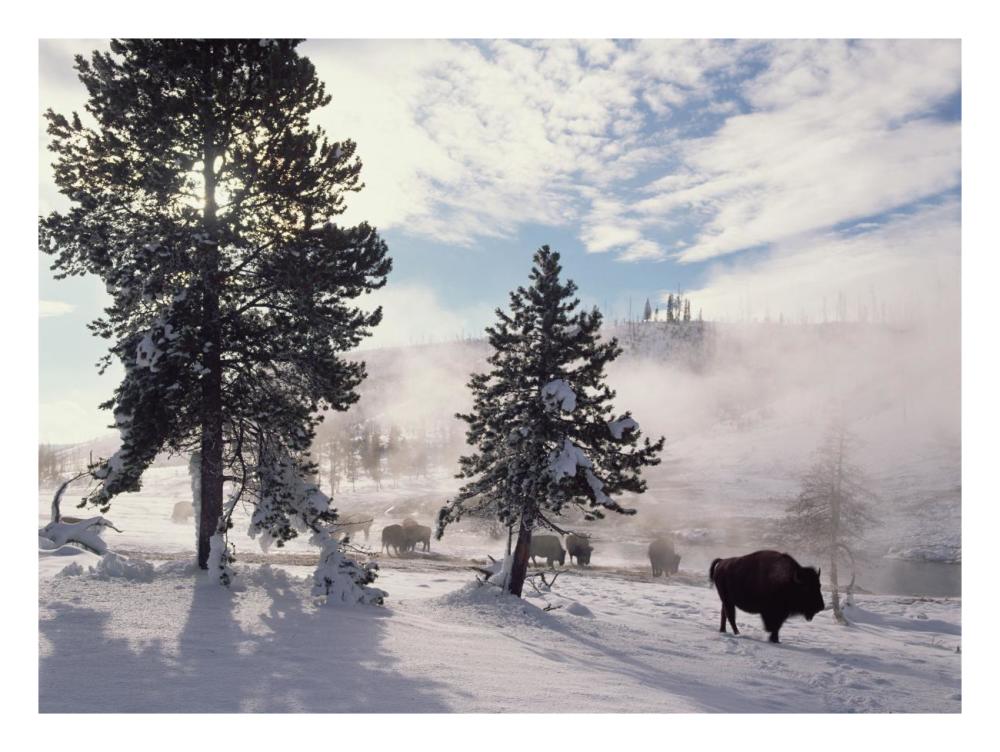 American Bison in winter, Yellowstone National Park, Wyoming-Paper Art-26"x20"