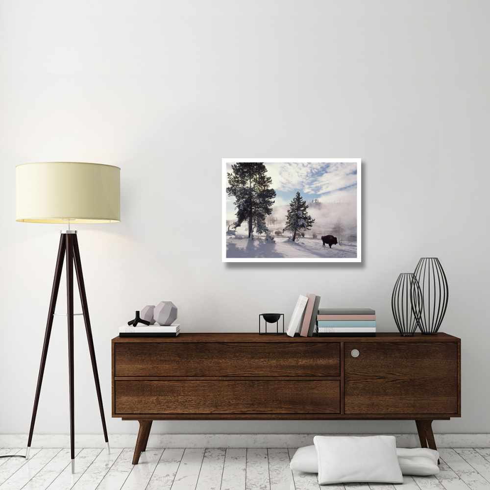 American Bison in winter, Yellowstone National Park, Wyoming-Paper Art-34&quotx26"