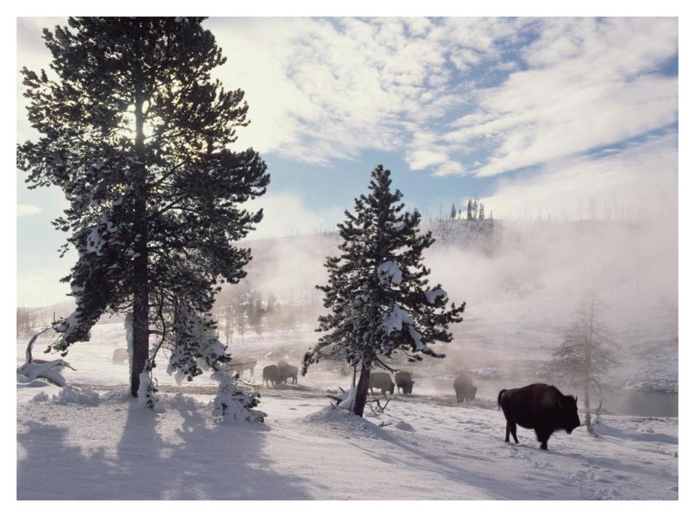 American Bison in winter, Yellowstone National Park, Wyoming-Paper Art-42"x32"