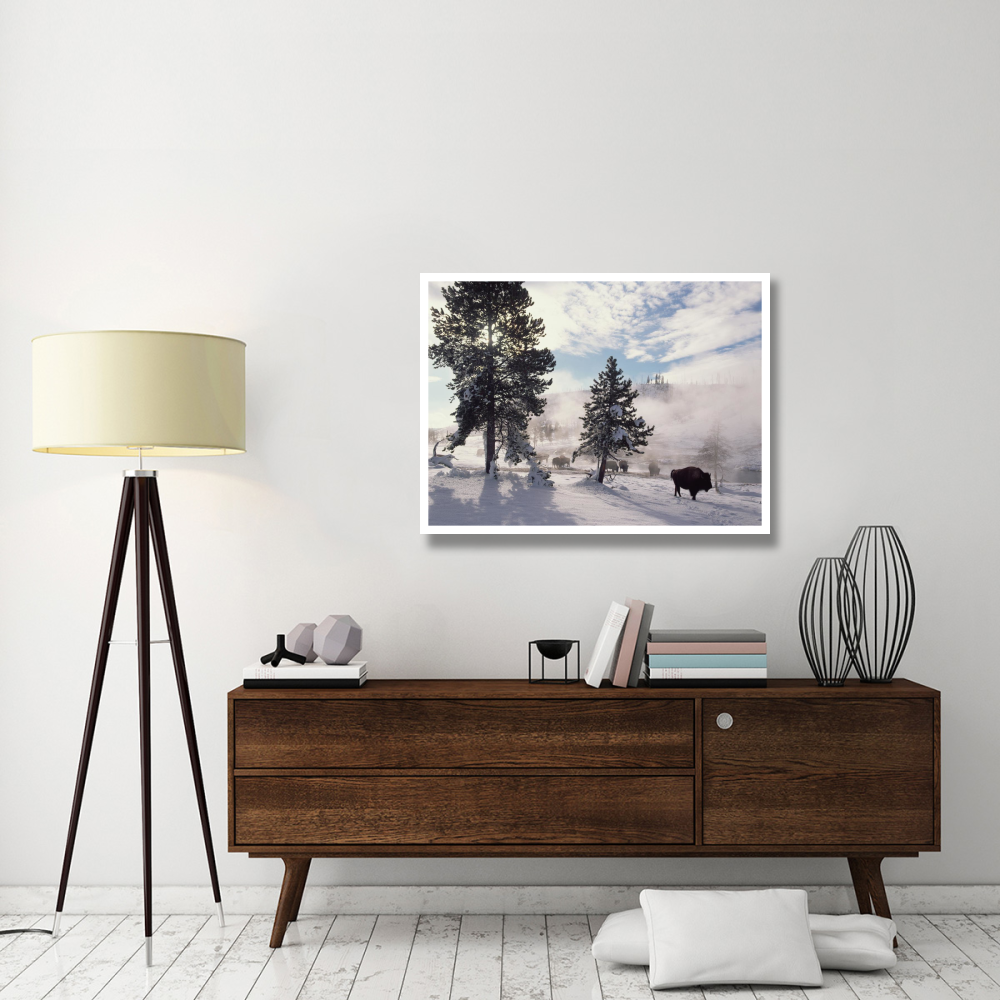 American Bison in winter, Yellowstone National Park, Wyoming-Paper Art-42&quotx32"