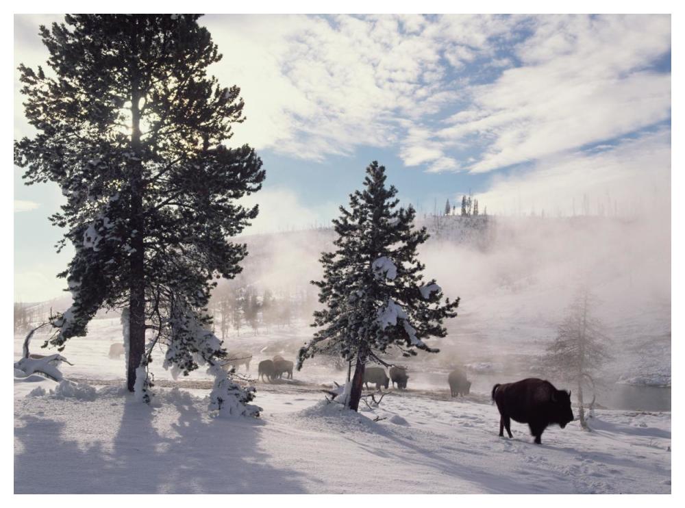 American Bison in winter, Yellowstone National Park, Wyoming-Paper Art-50"x38"