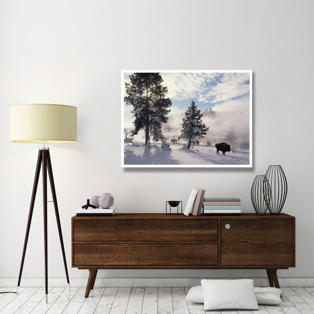 American Bison in winter, Yellowstone National Park, Wyoming-Paper Art-50&quotx38"