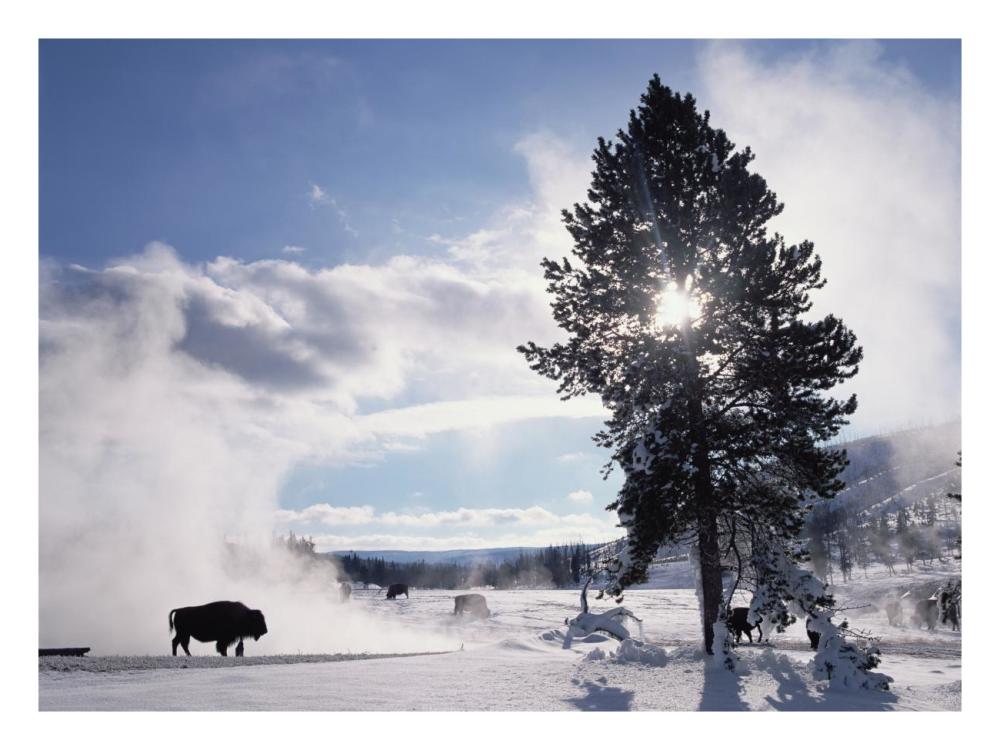 American Bison in winter, Yellowstone National Park, Wyoming-Paper Art-26"x20"
