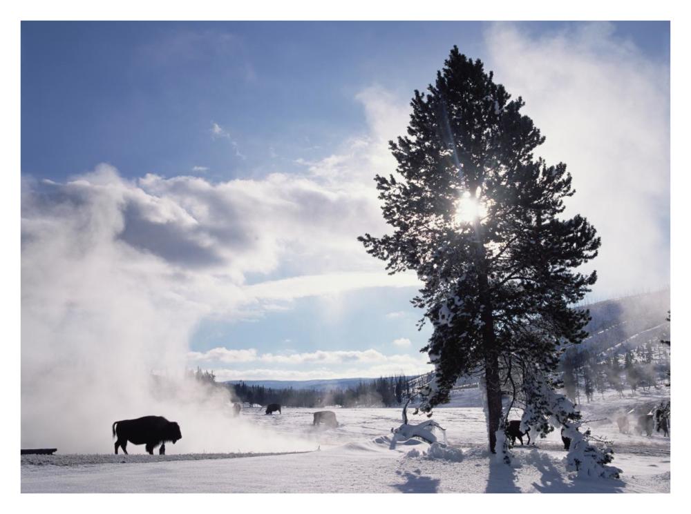 American Bison in winter, Yellowstone National Park, Wyoming-Paper Art-34"x26"