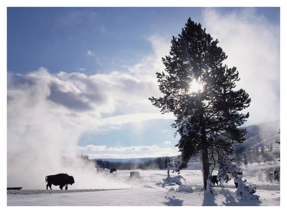 American Bison in winter, Yellowstone National Park, Wyoming-Paper Art-42"x32"