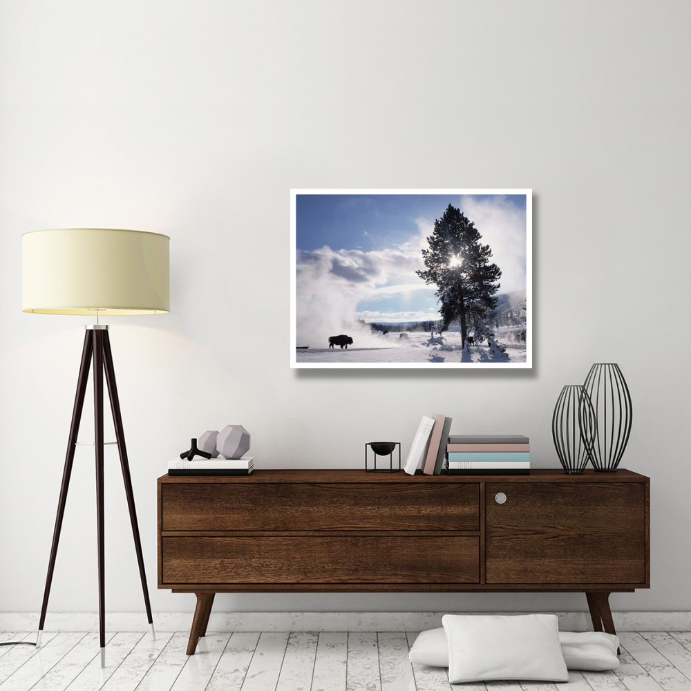 American Bison in winter, Yellowstone National Park, Wyoming-Paper Art-42&quotx32"