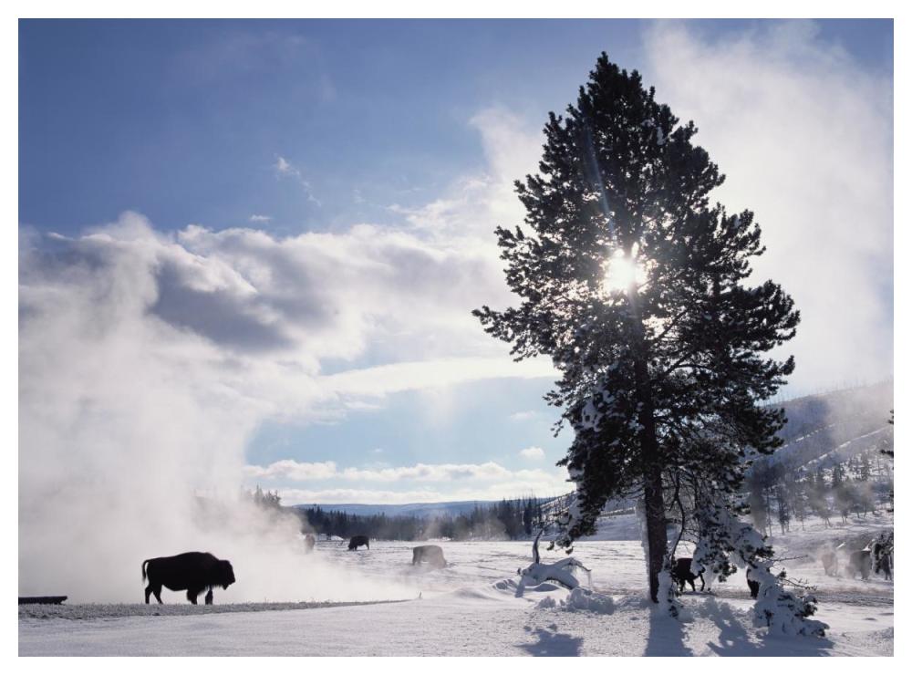 American Bison in winter, Yellowstone National Park, Wyoming-Paper Art-50"x38"