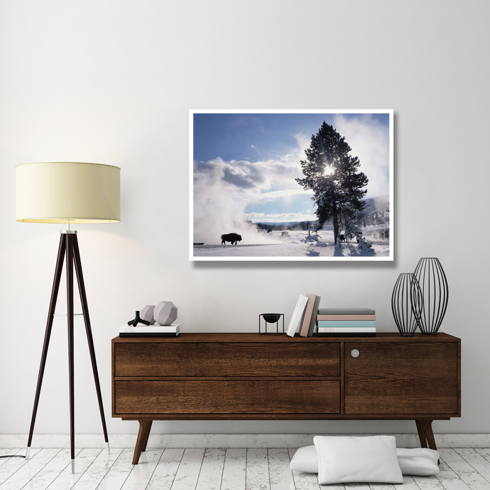 American Bison in winter, Yellowstone National Park, Wyoming-Paper Art-50&quotx38"