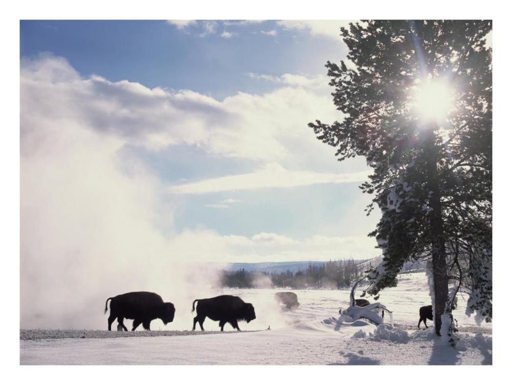 American Bison in winter, Yellowstone National Park, Wyoming-Paper Art-26"x20"