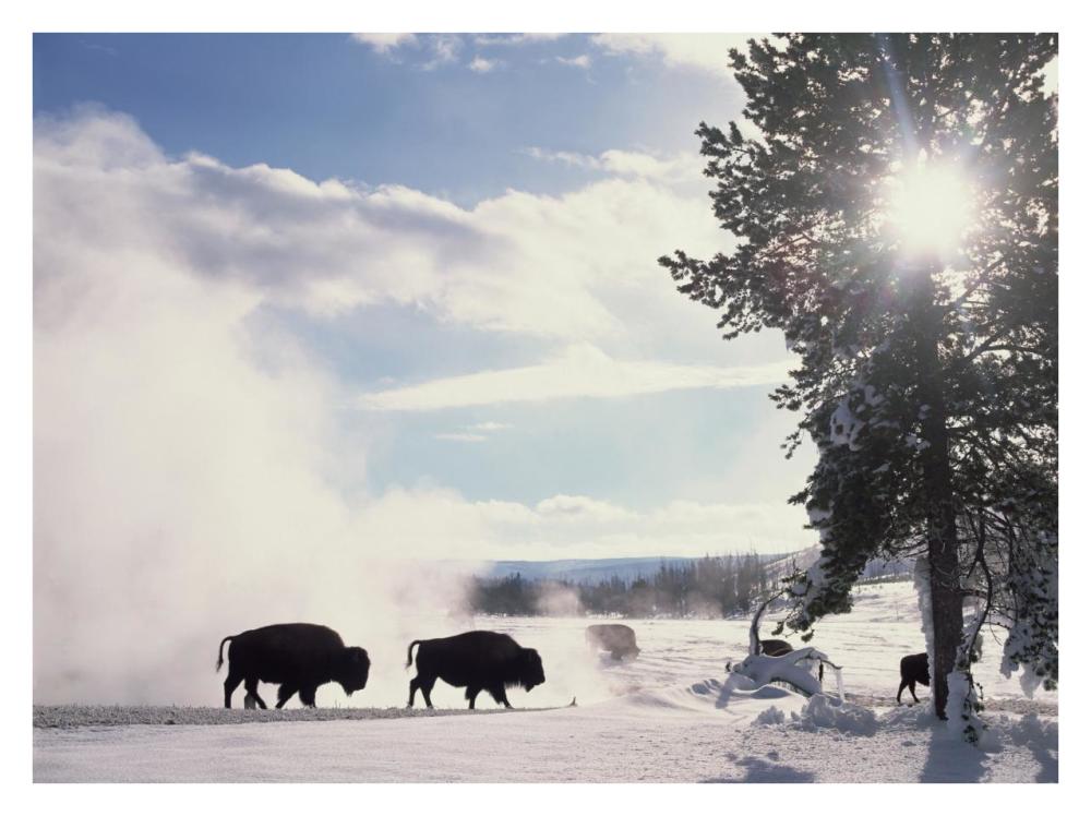 American Bison in winter, Yellowstone National Park, Wyoming-Paper Art-34"x26"
