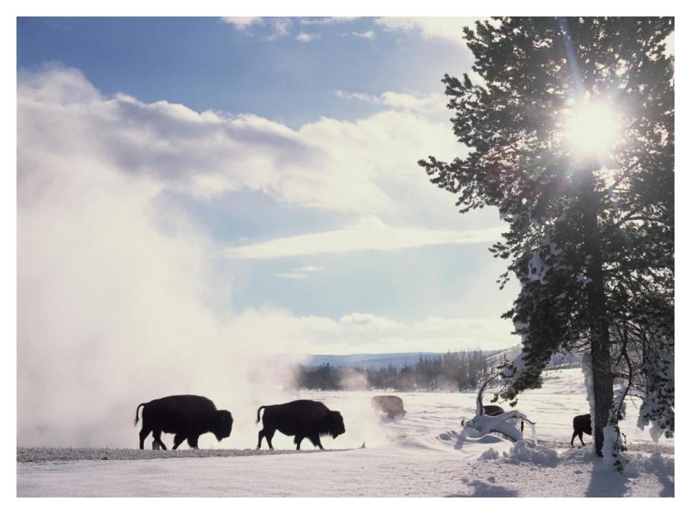 American Bison in winter, Yellowstone National Park, Wyoming-Paper Art-42"x32"