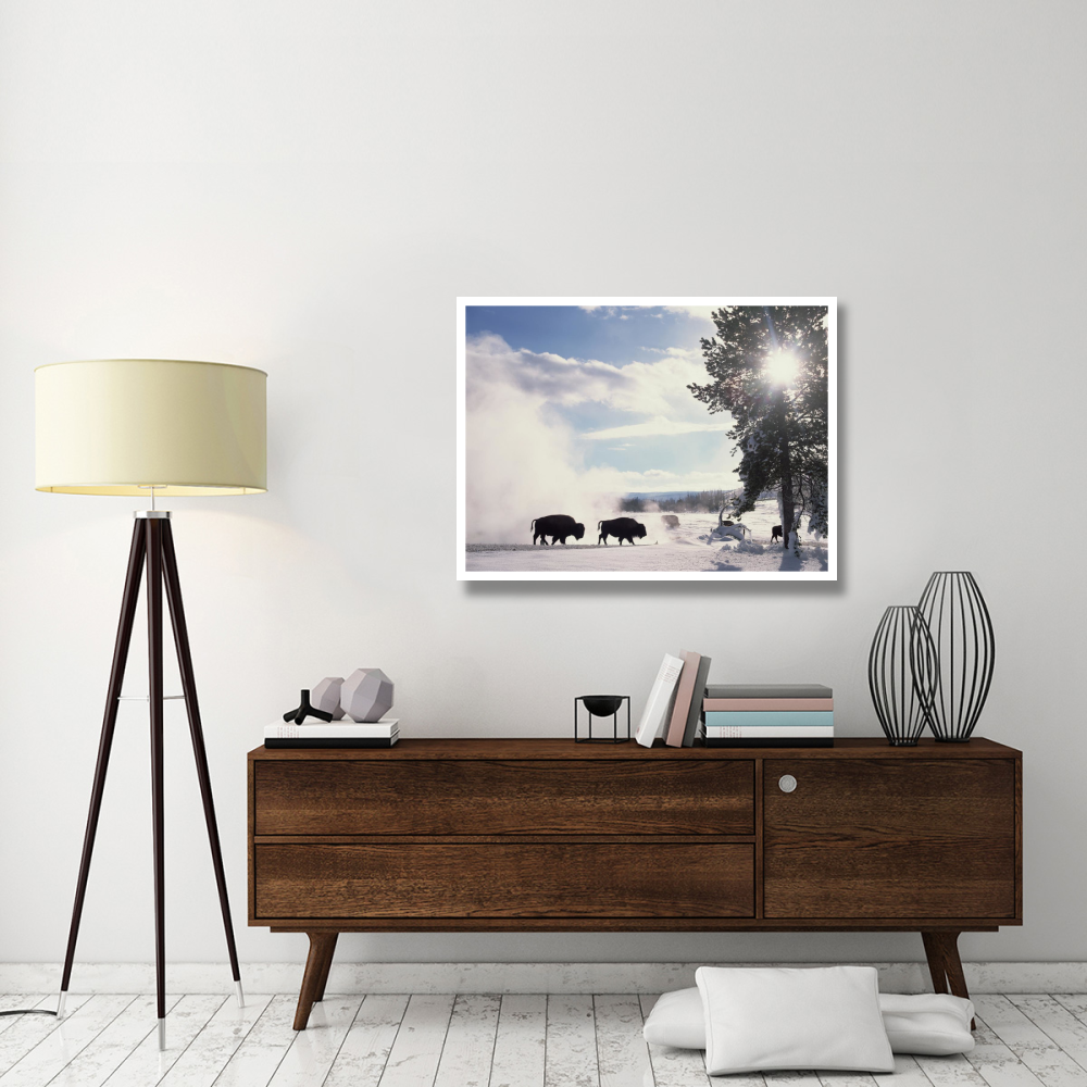 American Bison in winter, Yellowstone National Park, Wyoming-Paper Art-42&quotx32"