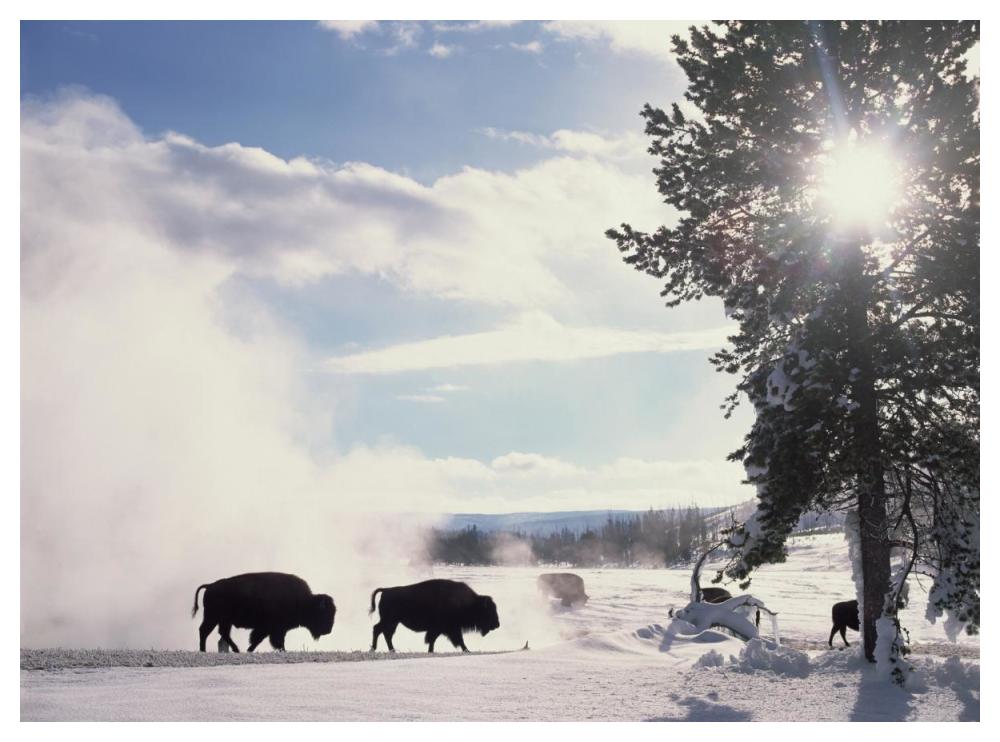 American Bison in winter, Yellowstone National Park, Wyoming-Paper Art-50"x38"