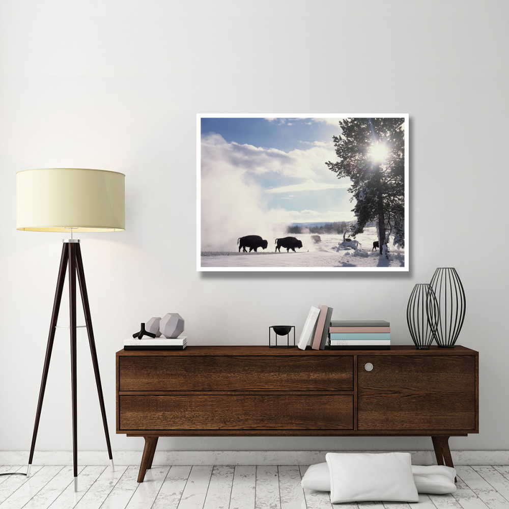American Bison in winter, Yellowstone National Park, Wyoming-Paper Art-50&quotx38"