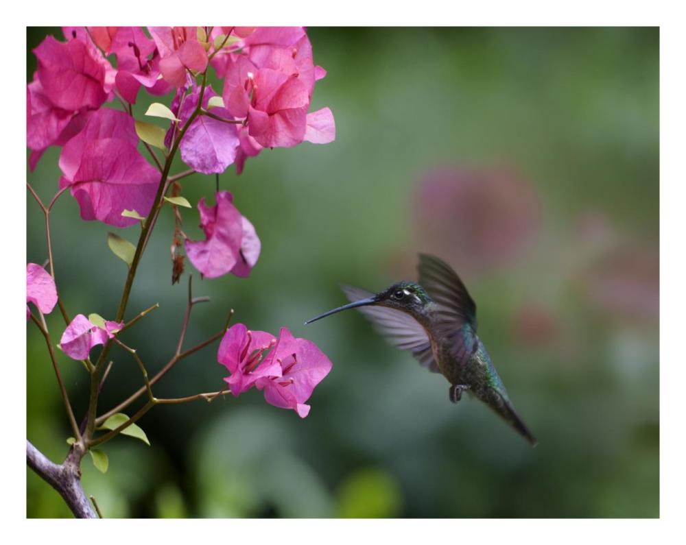 Magnificent Hummingbird female feeding at flower, Costa Rica-Paper Art-26"x20"
