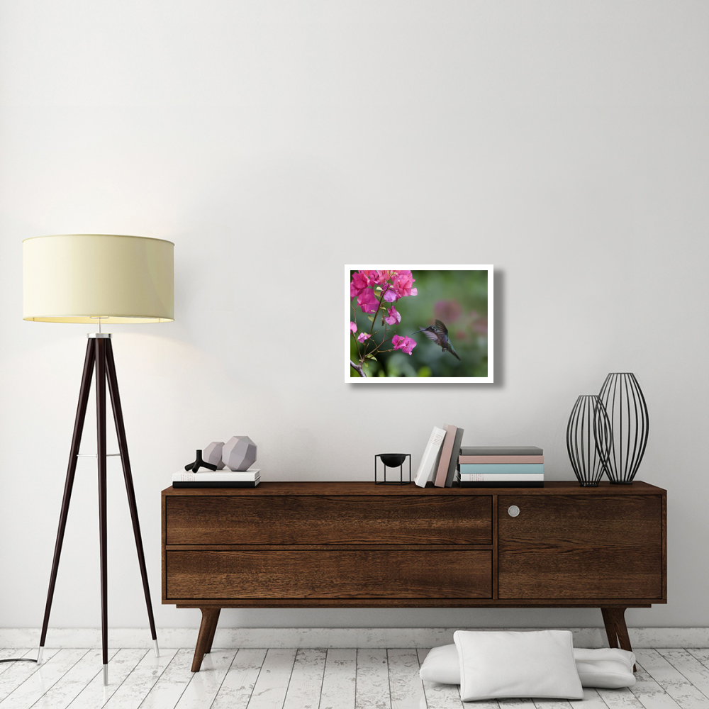 Magnificent Hummingbird female feeding at flower, Costa Rica-Paper Art-26&quotx20"