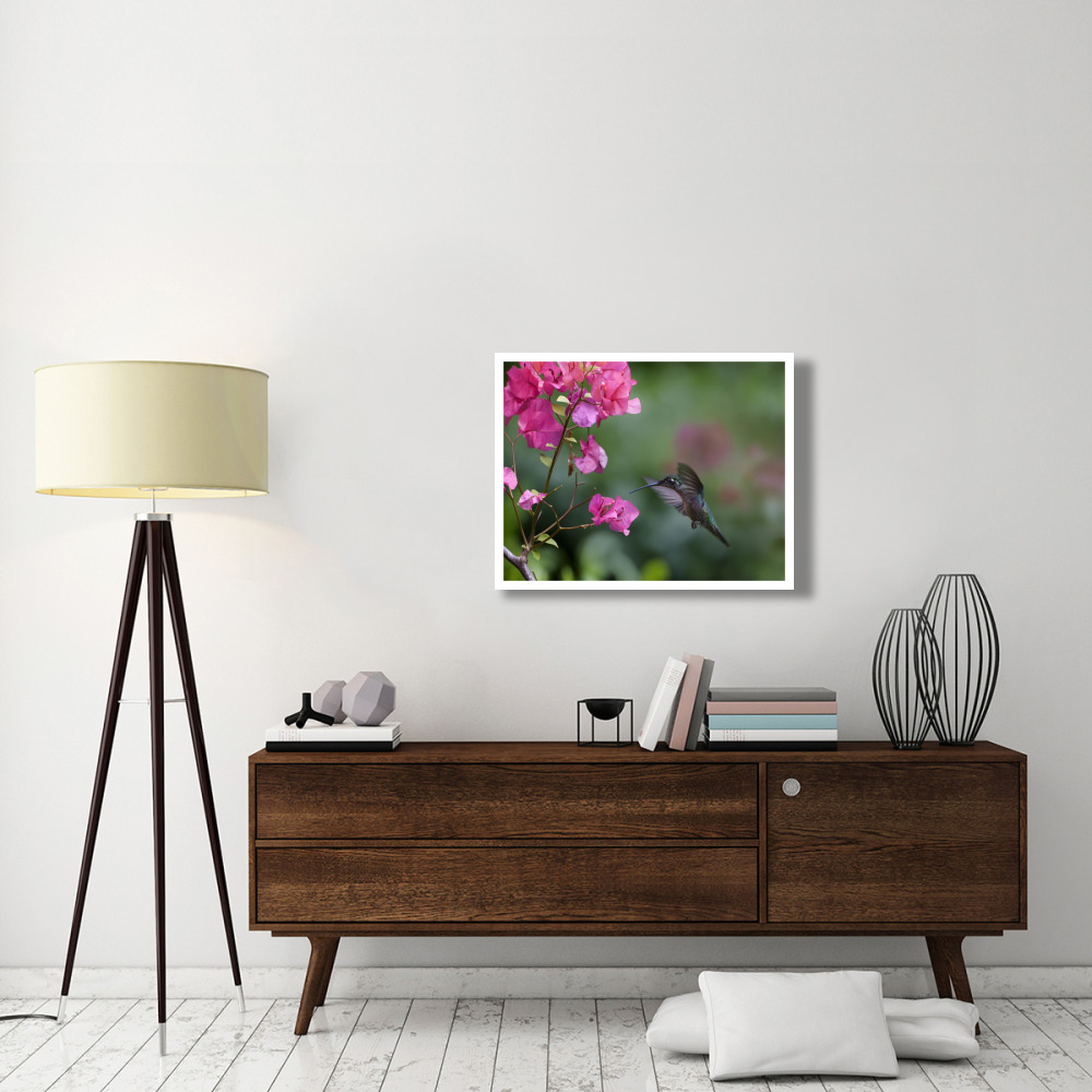 Magnificent Hummingbird female feeding at flower, Costa Rica-Paper Art-34&quotx26"