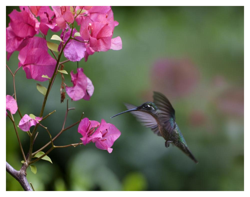 Magnificent Hummingbird female feeding at flower, Costa Rica-Paper Art-42"x32"