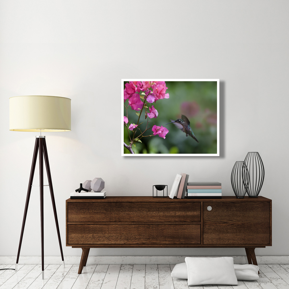 Magnificent Hummingbird female feeding at flower, Costa Rica-Paper Art-42&quotx32"
