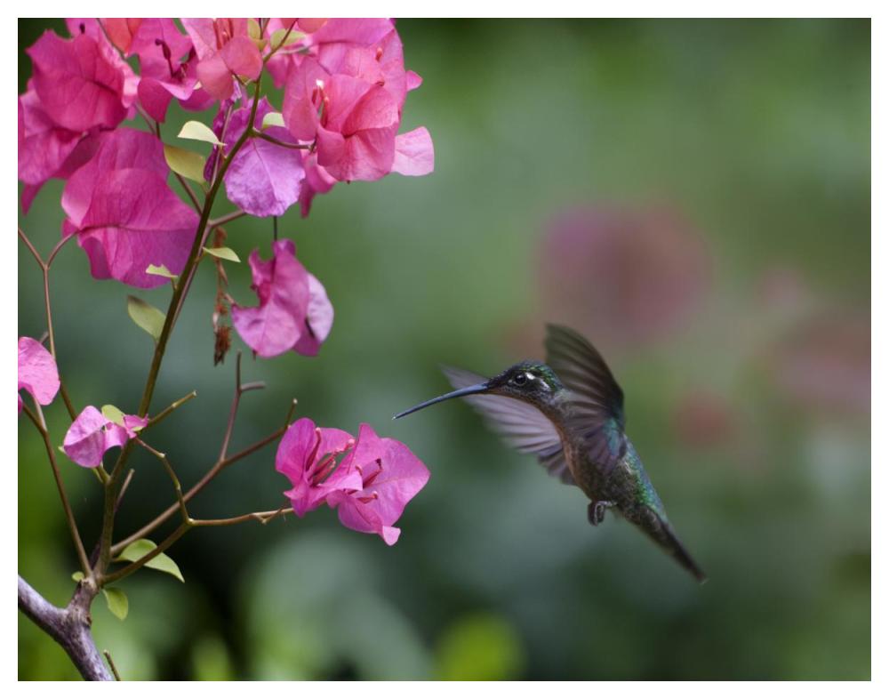 Magnificent Hummingbird female feeding at flower, Costa Rica-Paper Art-50"x38"