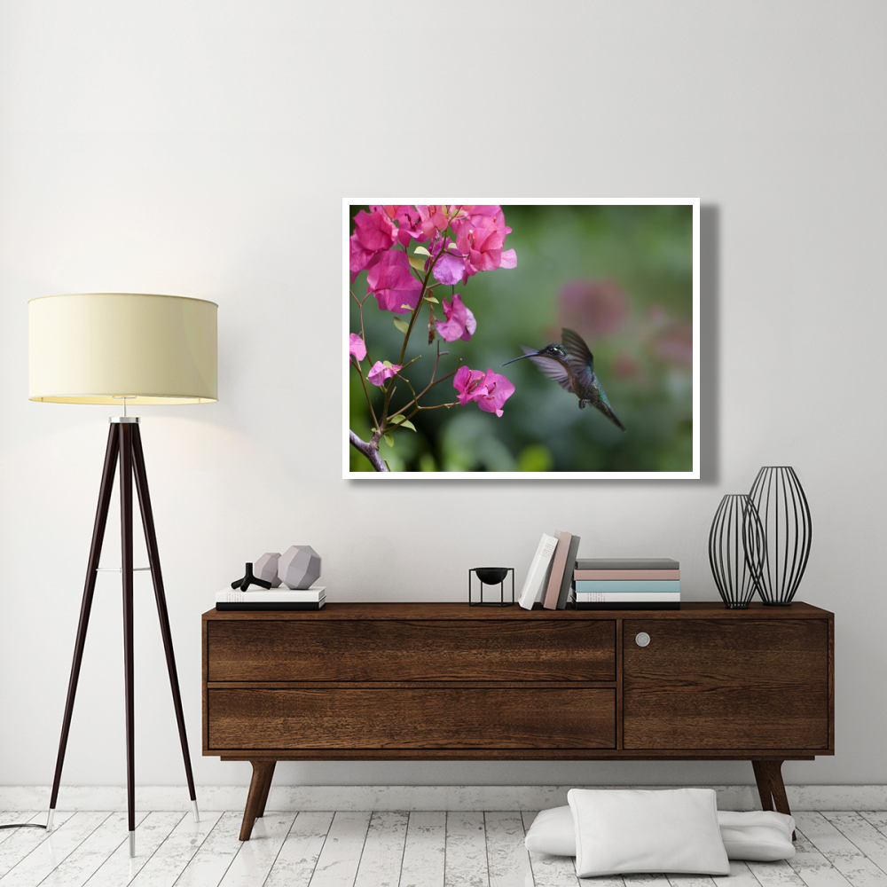 Magnificent Hummingbird female feeding at flower, Costa Rica-Paper Art-50&quotx38"