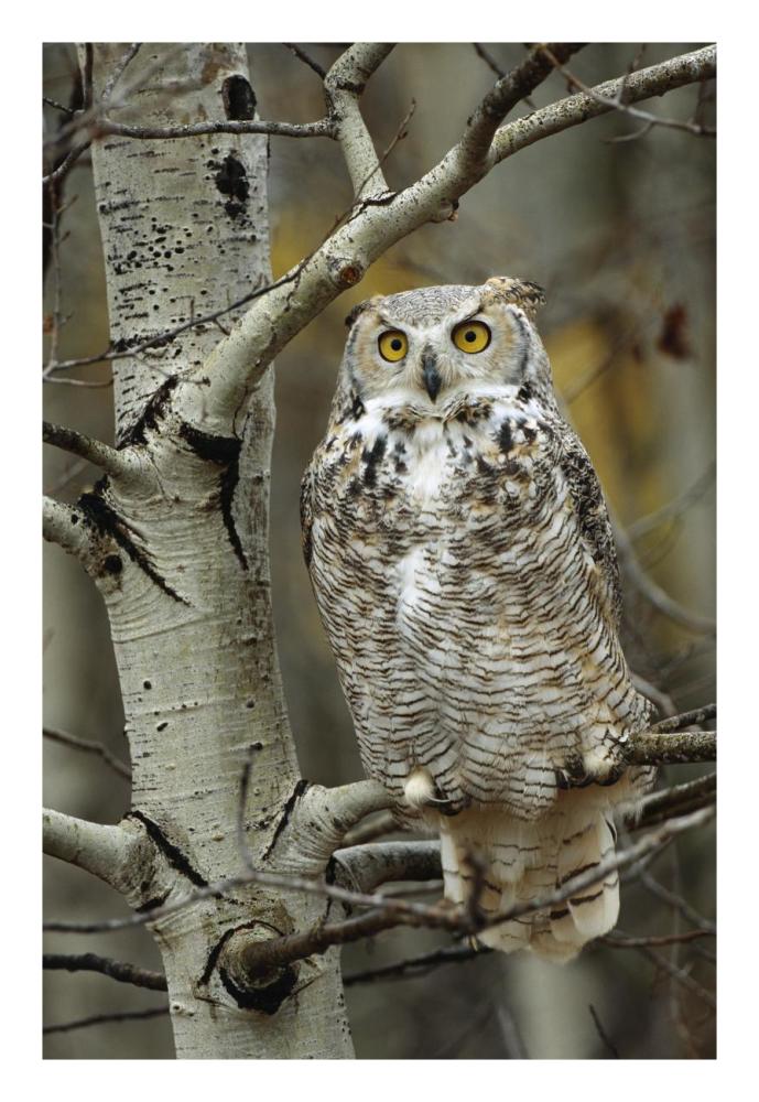 Great Horned Owl pale form, perched in tree, Alberta, Canada-Paper Art-18"x26"