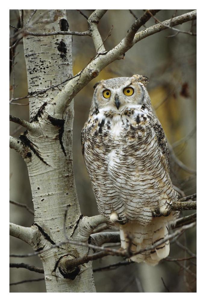 Great Horned Owl pale form, perched in tree, Alberta, Canada-Paper Art-22"x32"