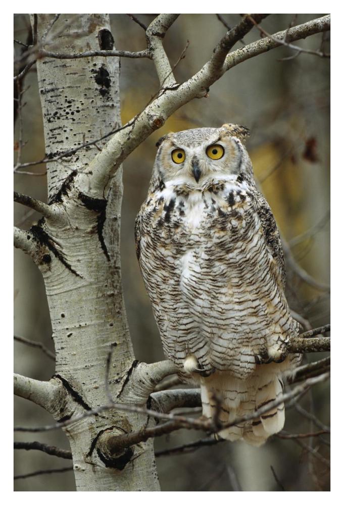 Great Horned Owl pale form, perched in tree, Alberta, Canada-Paper Art-26"x38"