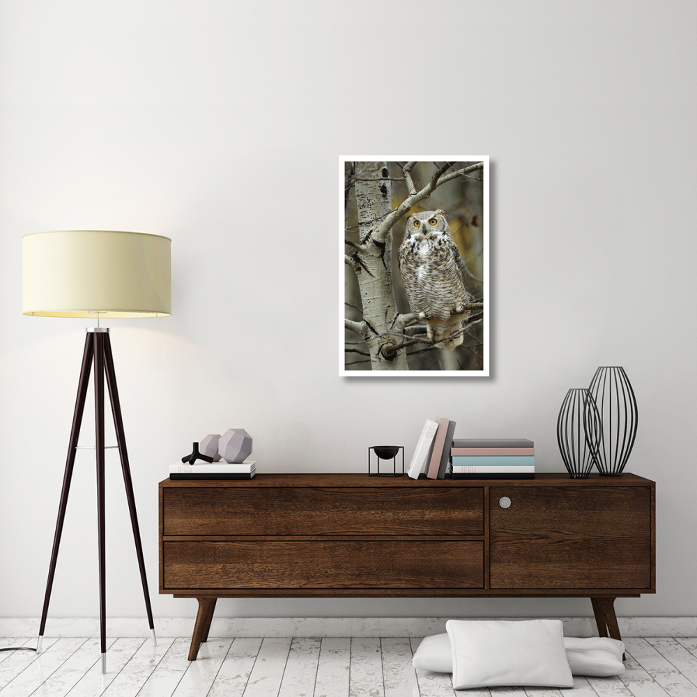 Great Horned Owl pale form, perched in tree, Alberta, Canada-Paper Art-26&quotx38"