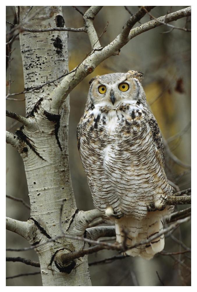 Great Horned Owl pale form, perched in tree, Alberta, Canada-Paper Art-34"x50"
