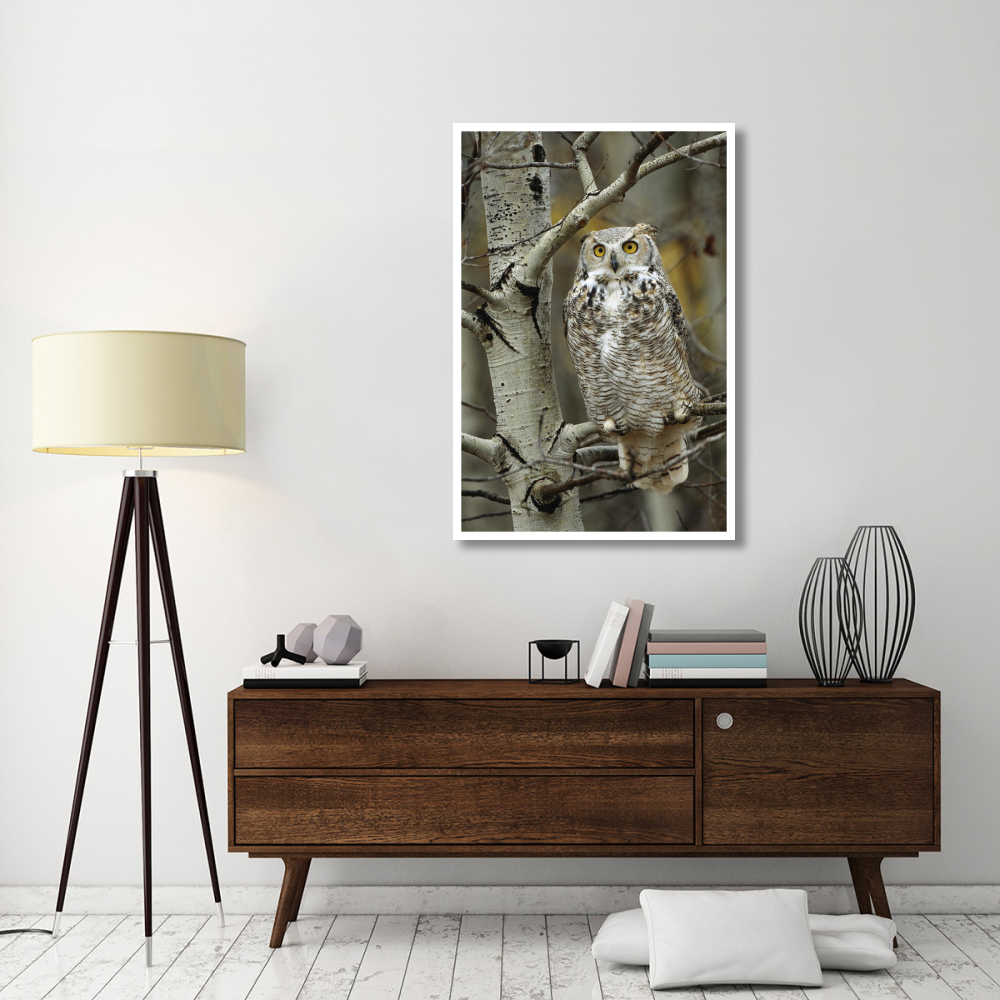 Great Horned Owl pale form, perched in tree, Alberta, Canada-Paper Art-34&quotx50"