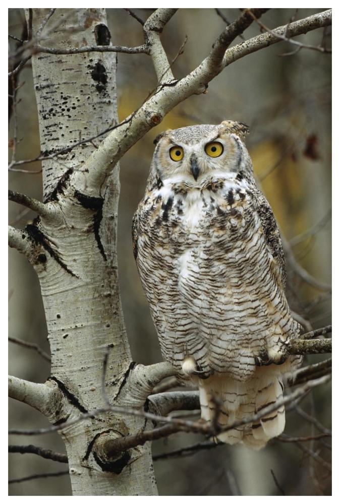Great Horned Owl pale form, perched in tree, Alberta, Canada-Paper Art-42"x62"