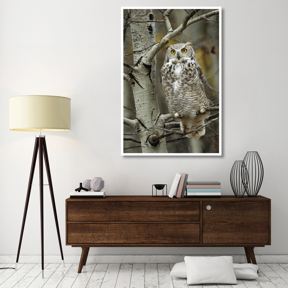 Great Horned Owl pale form, perched in tree, Alberta, Canada-Paper Art-42&quotx62"