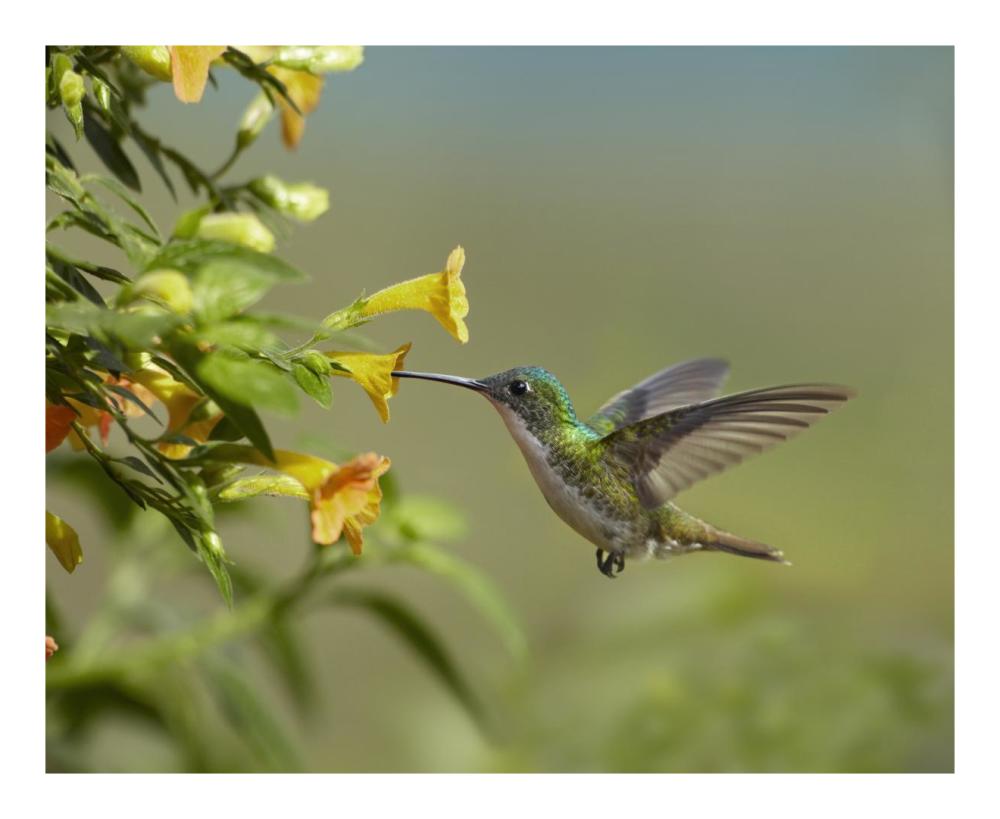 Andean Emerald hummingbird feeling on yellow flower, Ecuador-Paper Art-22"x18"