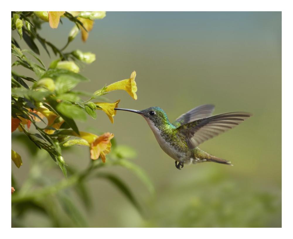 Andean Emerald hummingbird feeling on yellow flower, Ecuador-Paper Art-26"x22"