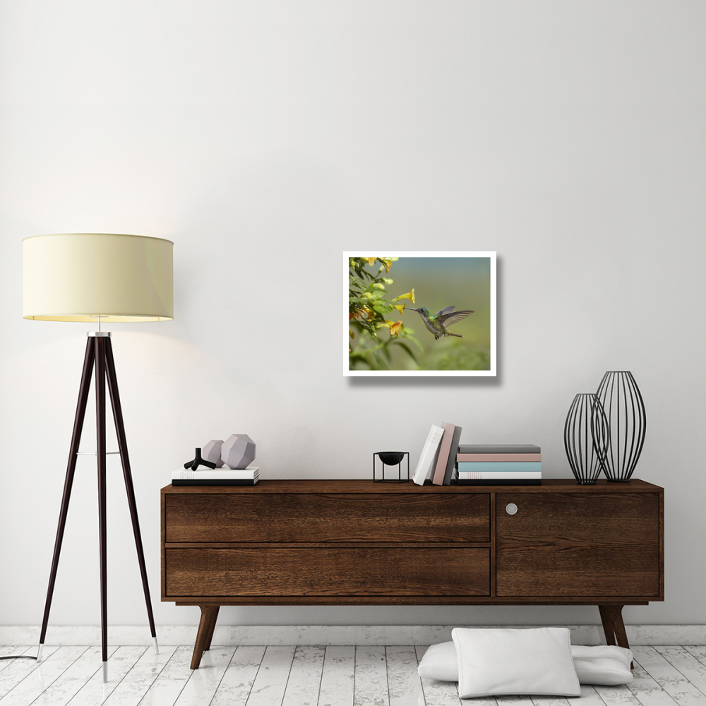 Andean Emerald hummingbird feeling on yellow flower, Ecuador-Paper Art-26&quotx22"
