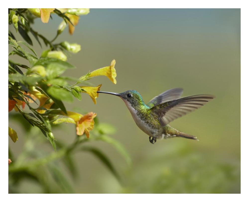 Andean Emerald hummingbird feeling on yellow flower, Ecuador-Paper Art-30"x24"