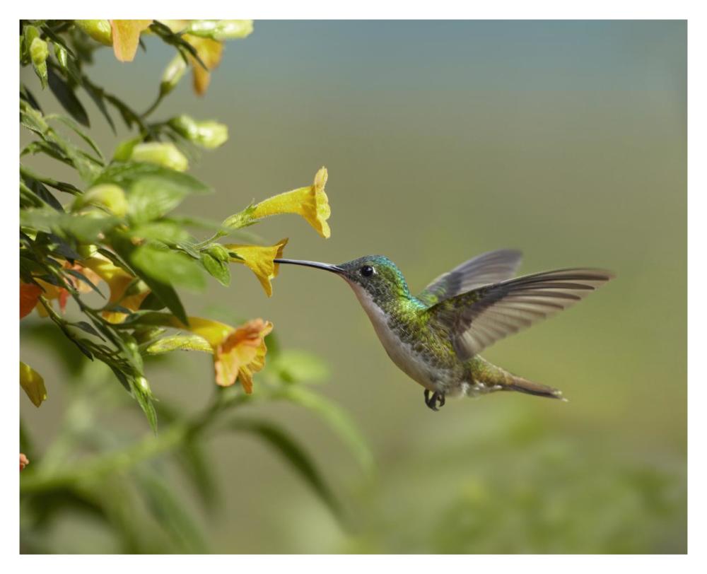 Andean Emerald hummingbird feeling on yellow flower, Ecuador-Paper Art-37"x30"