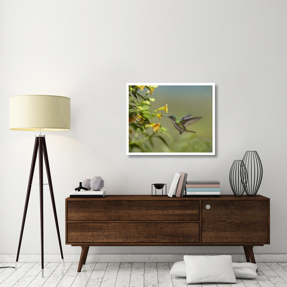 Andean Emerald hummingbird feeling on yellow flower, Ecuador-Paper Art-37&quotx30"