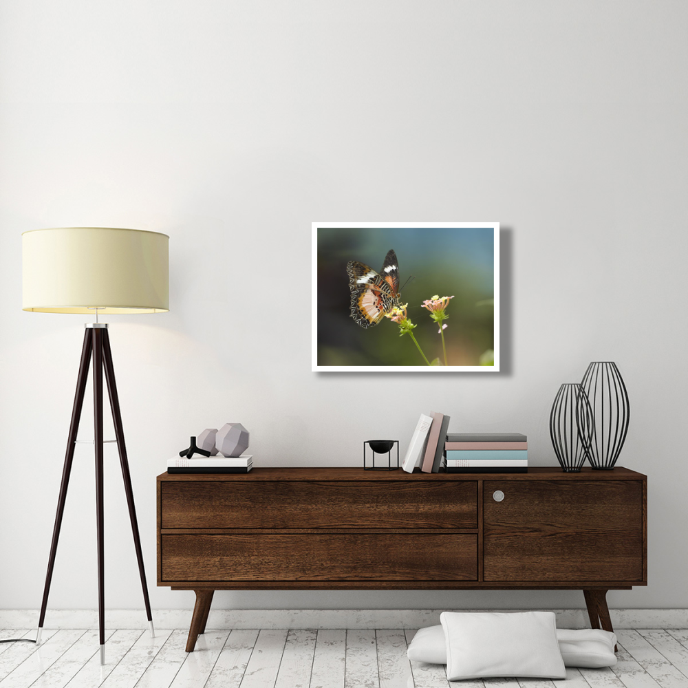 Nymphalid Butterfly feeding on flower nectar, native to Asia-Paper Art-34&quotx26"