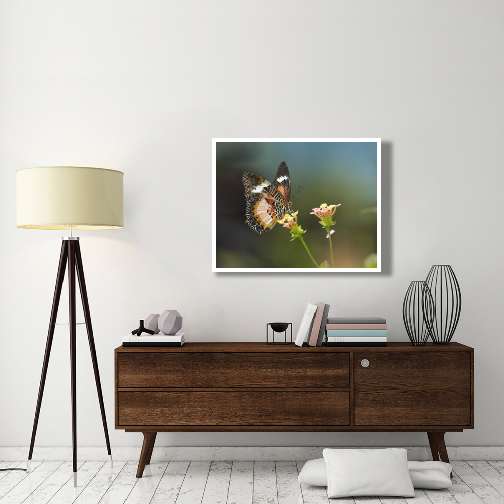 Nymphalid Butterfly feeding on flower nectar, native to Asia-Paper Art-42&quotx32"